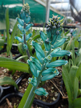 Load image into Gallery viewer, Lachenalia viridiflora
