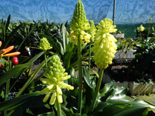 Load image into Gallery viewer, Veltheimia Bracteata - CVR Lemon Flame
