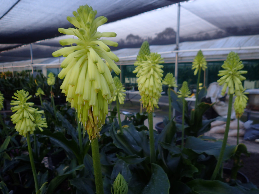 Veltheimia Bracteata - CVR Lemon Flame