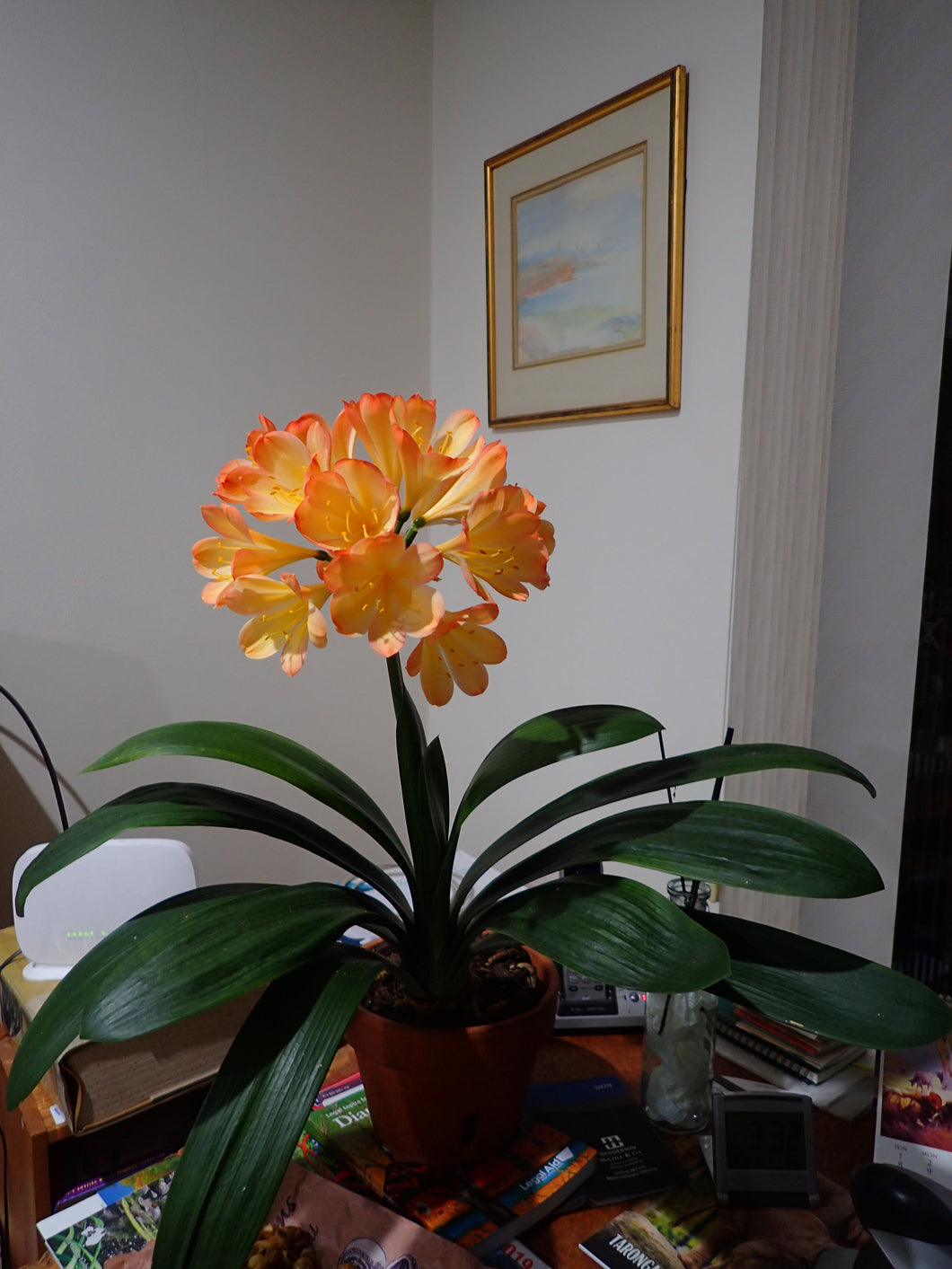 Clivia SEEDLING - CVR Chinese Blush
