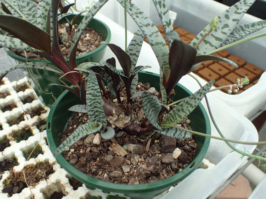 Ledebouria Socialis
