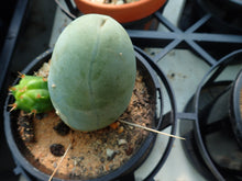Load image into Gallery viewer, TBM - Trichocereus Bridgesii Montrose
