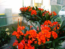 Load image into Gallery viewer, Clivia miniata - CVR Belgium Hybrid
