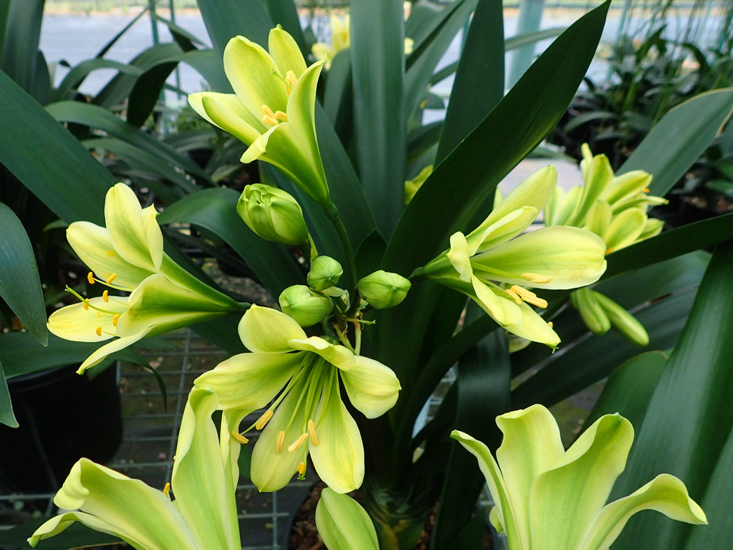 Clivia miniata GROUP 2 SEEDLINGS