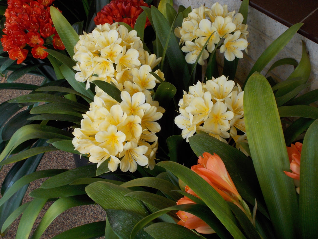 Clivia miniata GROUP ONE Yellow Clivia