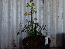 Load image into Gallery viewer, Albucca spiralis
