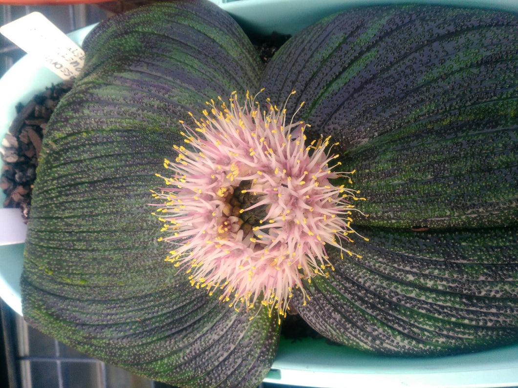 Massonia Longipes