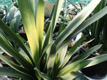 Load image into Gallery viewer, CLIVIA SEEDLING - JAPANESE AKEBONO X ANDREW GIBSON X SIBLING (PROD #22-11A)
