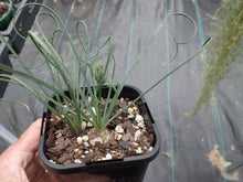 Load image into Gallery viewer, Albucca spiralis
